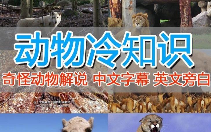 外面卖1699的国外纪录片解说（动物解说、美食、动画片）稳过中视频-摸金项目网